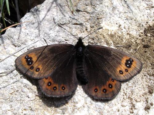 Réf. 18 134 : Erebia triarius