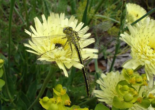 Gomphus pulchellus