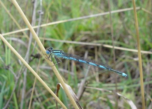 Erythromma lindenii