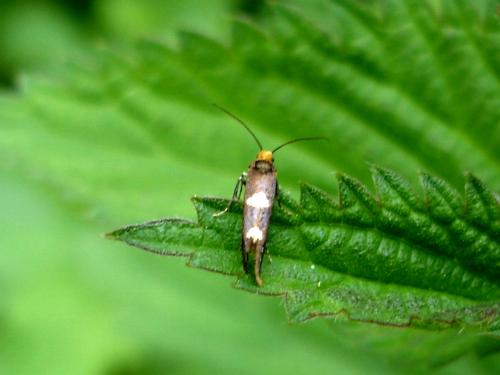 Incurvaria masculella
