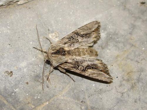 Egira conspicillaris