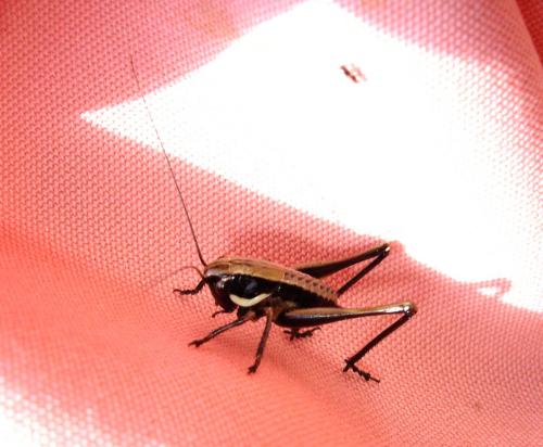 Decticinae