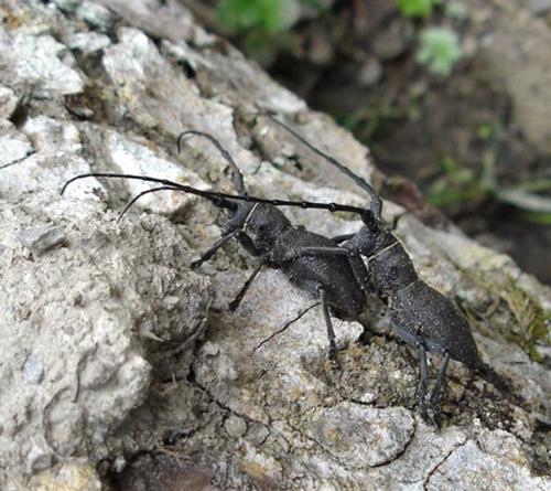 Morimus asper