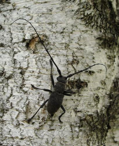 Morimus asper