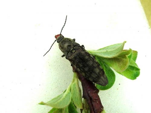 Actenicerus sjaelandicus