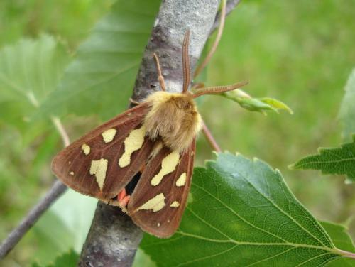 photo de papillon