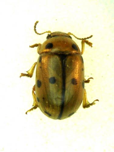 Réf. 18 925 : Gonioctena variabilis