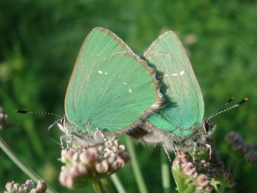 Réf. 18 189 : Callophrys rubi