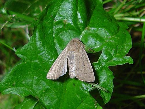 Réf. 18 496 : Mythimna sicula
