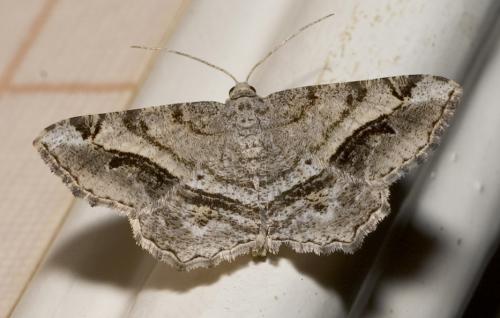 Réf. 18 958 : Chiasmia aestimaria