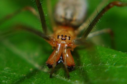 Tetragnatha extensa