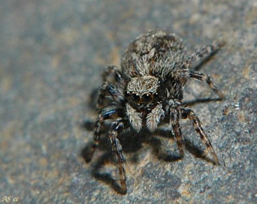 Pseudeuophrys lanigera