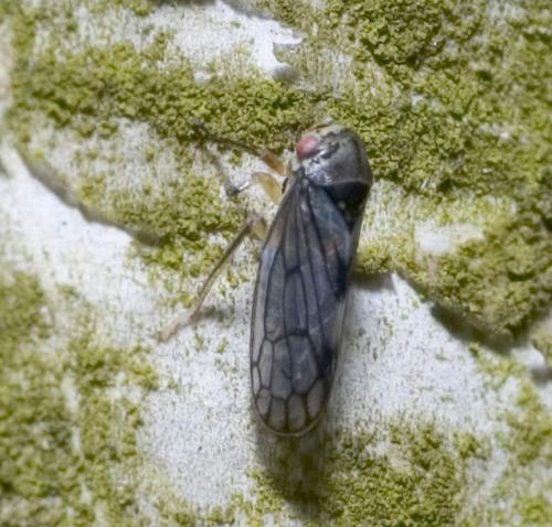 Réf. 18 646 : Idiocerus sp.
