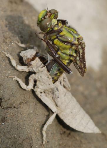 Gomphus vulgatissimus