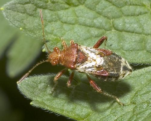 Rhopalus subrufus