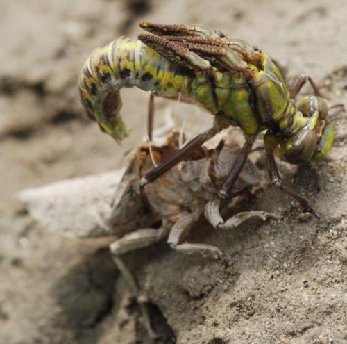 Gomphus vulgatissimus