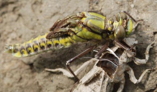 Gomphus vulgatissimus
