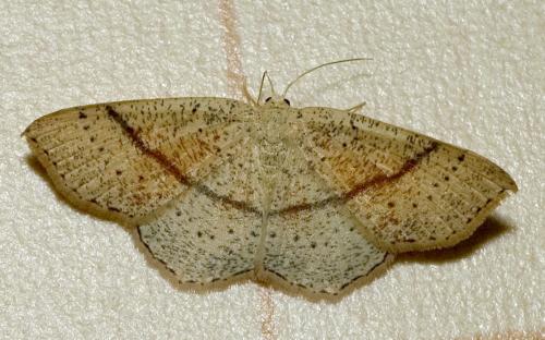 Réf. 18 701 : Cyclophora punctaria