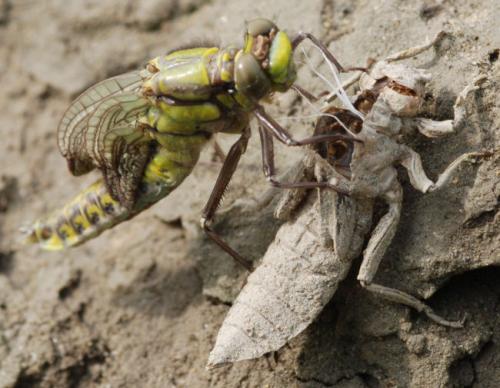 Gomphus vulgatissimus