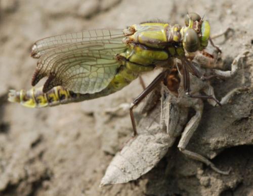 Gomphus vulgatissimus