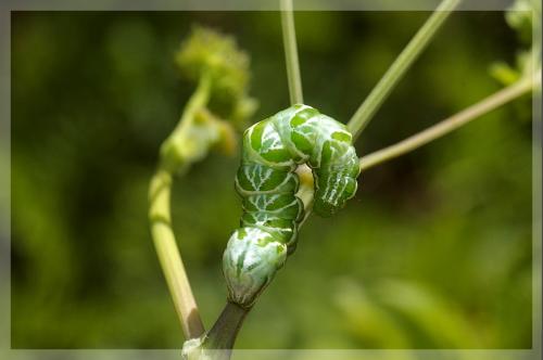 Réf. 18 737 : Panchrysia deaurata