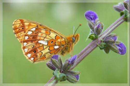 Réf. 18 735 : Boloria euphrosyne