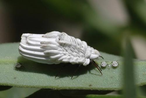 Orthezia urticae