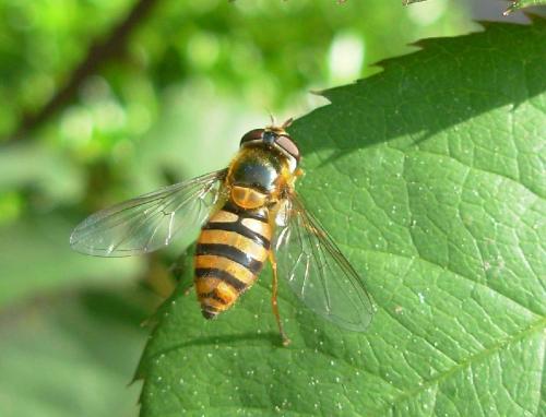 Epistrophe melanostoma