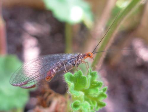 Réf. 18 065 : Nothochrysa capitata