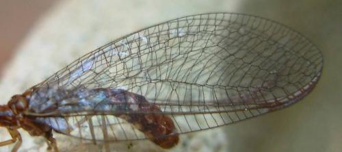Réf. 18 067 : Nothochrysa capitata