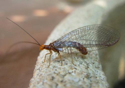 Réf. 18 066 : Nothochrysa capitata