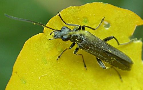 Oedemera sp.
