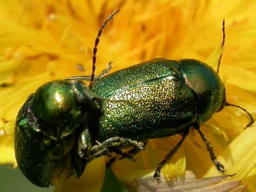 Cryptocephalus sp.