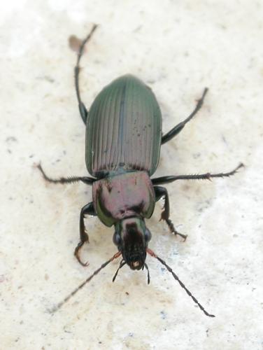 Poecilus cupreus