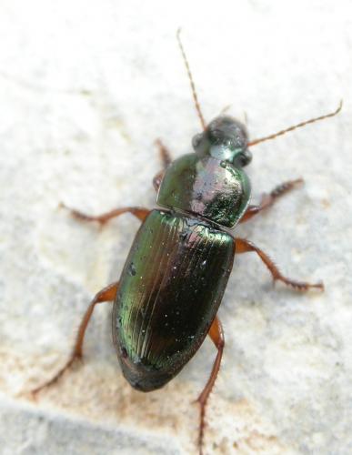 Harpalus affinis