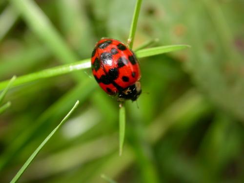 Harmonia axyridis