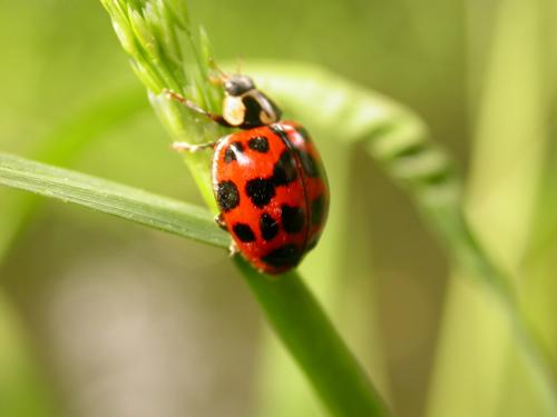 Harmonia axyridis