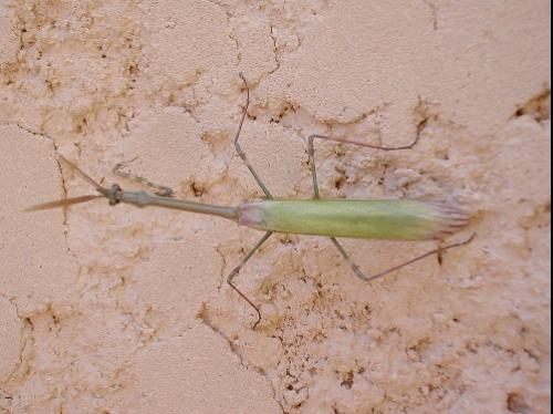 Réf. 18 677 : Empusa pennata