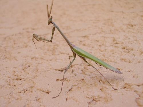 Réf. 18 676 : Empusa pennata