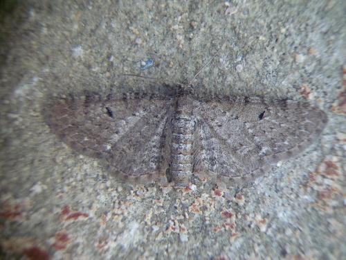 Eupithecia valerianata
