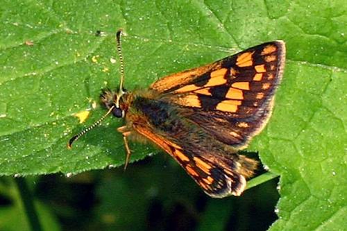 Réf. 18 129 : Carterocephalus palaemon