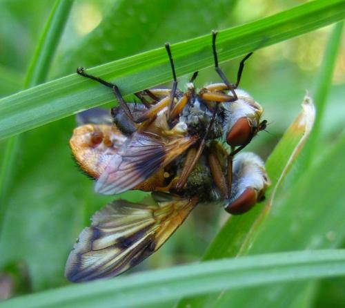 Ectophasia crassipennis