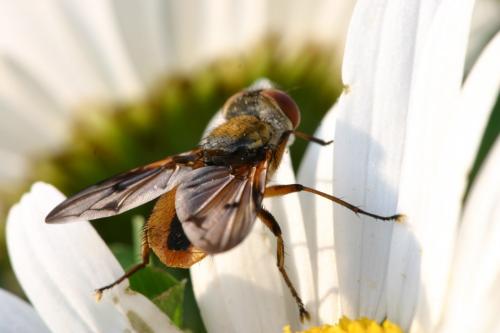 Ectophasia crassipennis