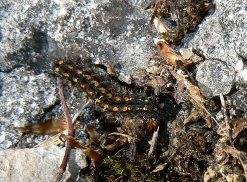 Eilema complana