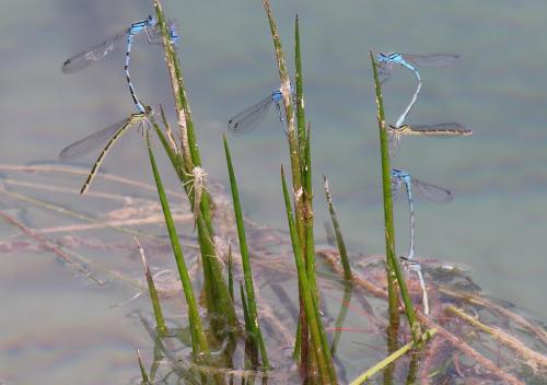 Enallagma cyathigerum