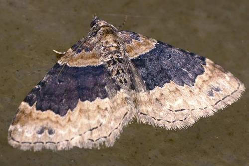 Réf. 18 663 : Xanthorhoe ferrugata