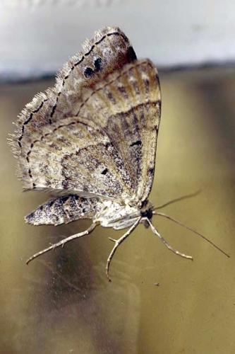 Réf. 18 666 : Xanthorhoe ferrugata