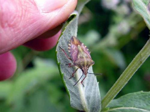 Carpocoris purpureipennis