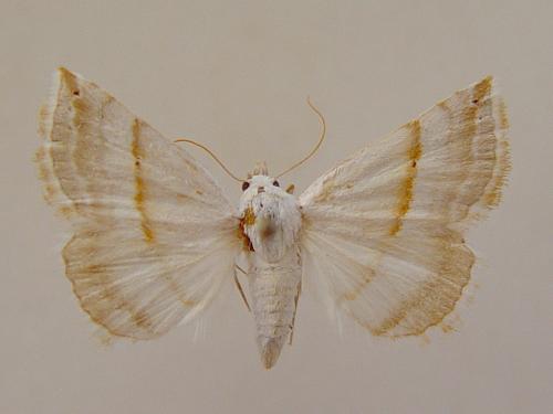 Eublemma sp.
