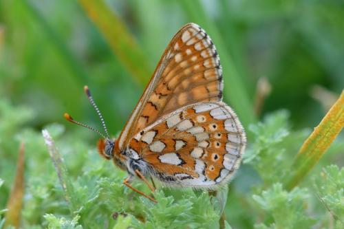Euphydryas aurinia